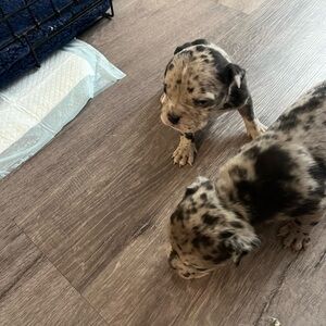 Exotic bully’s